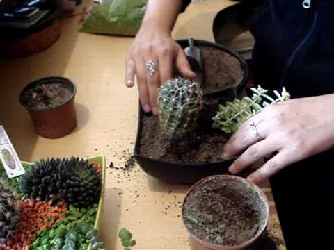 Decoracion con cactus youtube