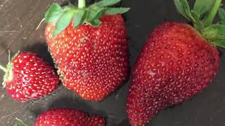 Growing Strawberries In Florida - Best Times To Plant, Best Varieties And Other Tips