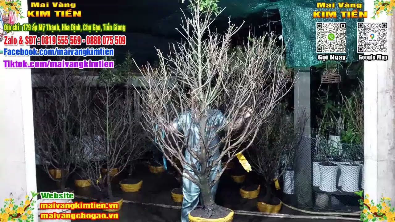 Phôi Mai Thủ Đức Giá Rẻ Bao Ship Bao Sống Toàn Quốc - Mai Vàng Kim Tiền Chợ Gạo