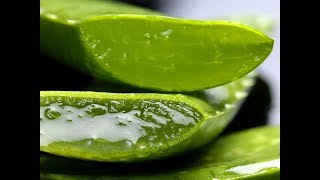 অ্যালোভেরার ১৭টি বিস্ময়কর উপকারিতা । অ্যালোভেরা বা ঘৃতকুমারী । screenshot 4