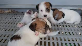 Jack Russell Terrier Puppies at 1 month old by Mello Muñoz 1,479 views 3 years ago 3 minutes, 11 seconds