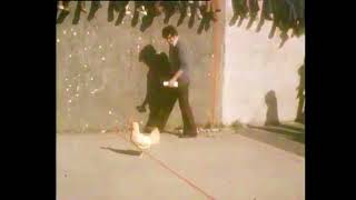 Hen Flying Competition:  Ballyshannon - County Donegal (1977)