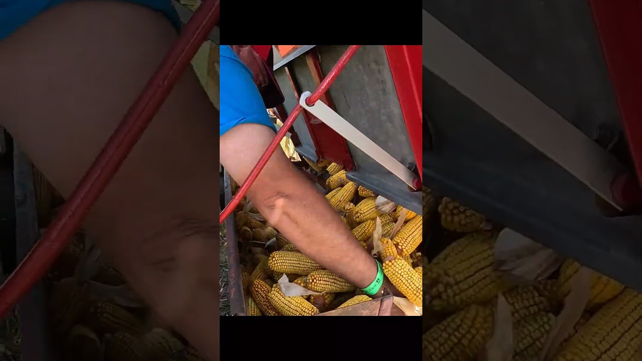 Antique Corn Shelling