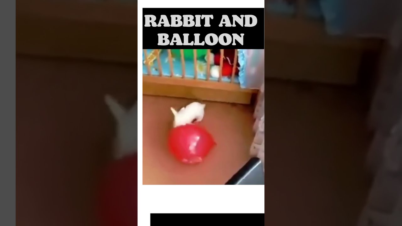 Rabbit and balloon  funny animals funny moments funny video 
