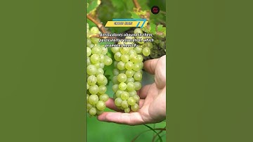 Grapes  Facts #shorts #facts #grape #grapejelly #grapevine