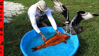 PET FISH are being KILLED by BIRD of PREY!