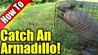 Armadillo Trap: How To Get Rid Of Armadillos 