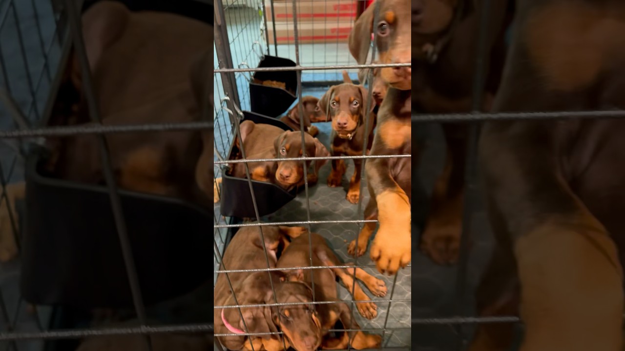 Adorable Doberman puppies 