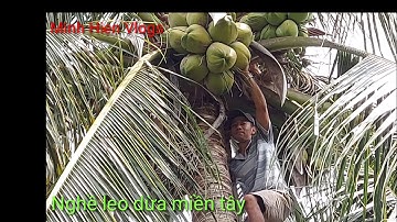 Kĩ năng leo dừa, cách hái hai buồn dừa bự chà bá. Climbing skills.