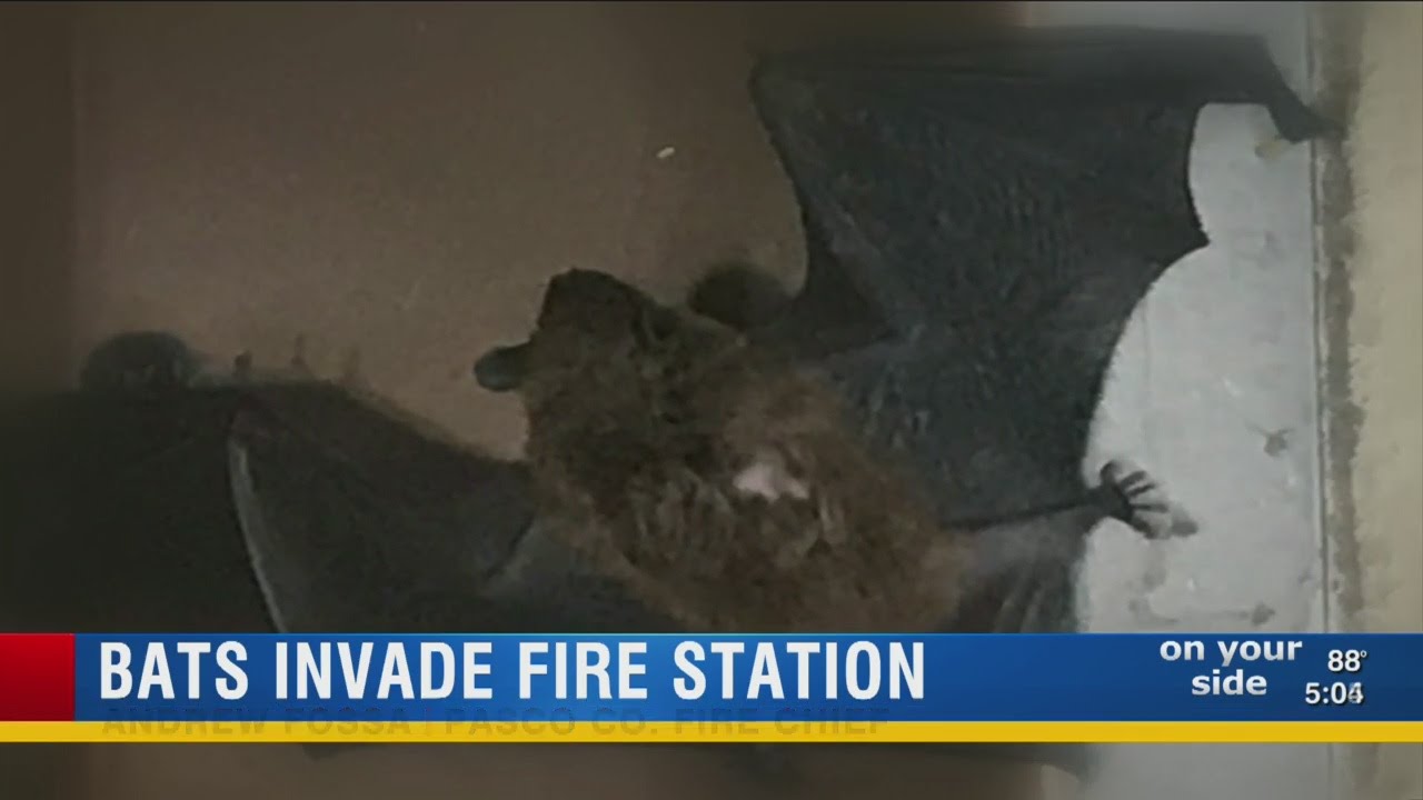 Pasco County fire station closed, over 50 bats found inside