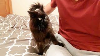 My cat asked me to kiss, but then another cat got upset (ENG SUB