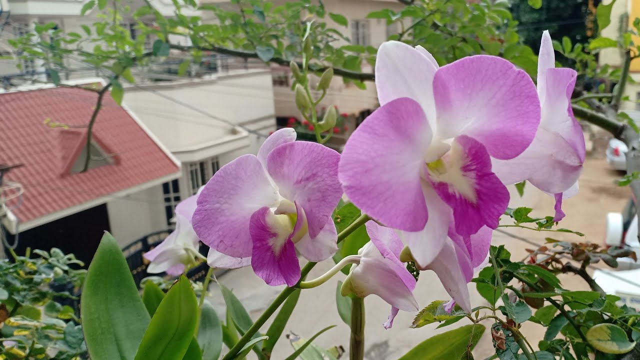How to easily propagate Orchids