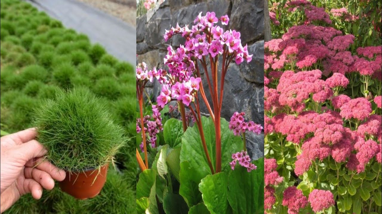 5-low-maintenance-outdoor-plants-for-a-stress-free-garden-youtube