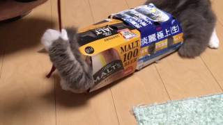 ビール二箱をくぐる猫 ノルウェージャンフォレストキャット Passing through the beer box. Norwegian Forest Cat.