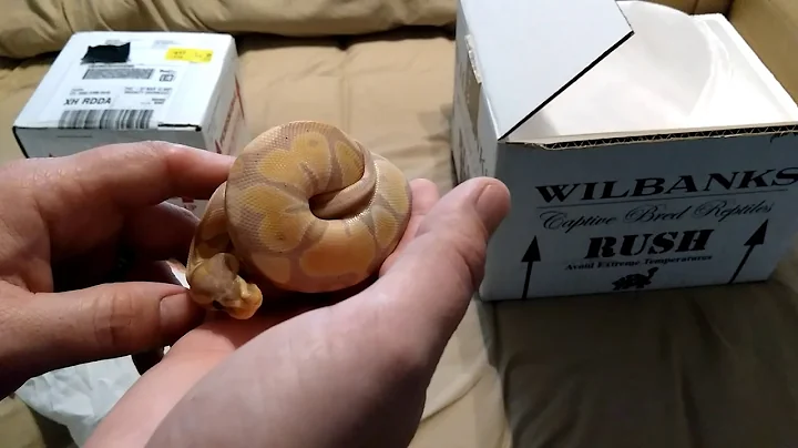 Wilbanks and MCP Ball Python Unboxings