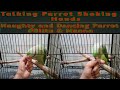 Talking Parrot Shaking Hands | Naughty Parrot | Dancing Parrot