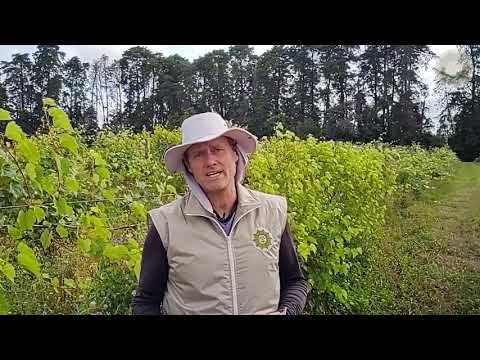 Vídeo: As uvas azedas são ruins?