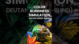 See what 4 different types of color blindness look like | Simulation for Accessibility #shorts