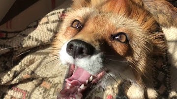 What Does the Fox Sing? || ViralHog