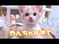 しらたま君0歳、わんぱくに育つw