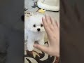 Little cute puppy😍