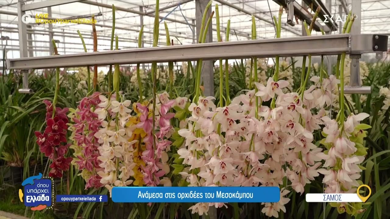 Ανάμεσα στις ορχιδέες της Σάμου, γνωρίζουμε τα αδέλφια που δημιούργησαν ένα πολύχρωμο παράδεισο
