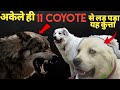 Casper Dog vs 11 Coyotes - Full Story । Facts Phylum