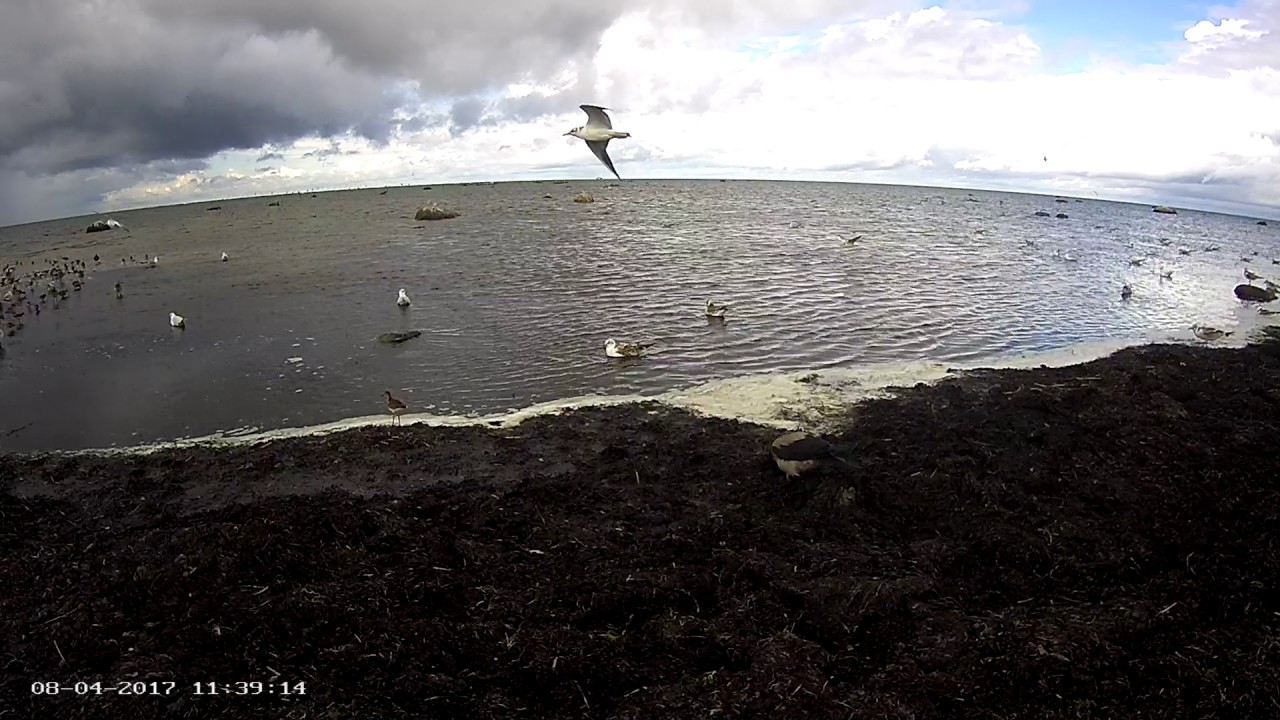 Estonia Charadriiformes camera 2017 08 04  - Common Red Shank on the edge