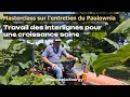 Les secrets de lentretien du paulownia comment travailler les interlignes