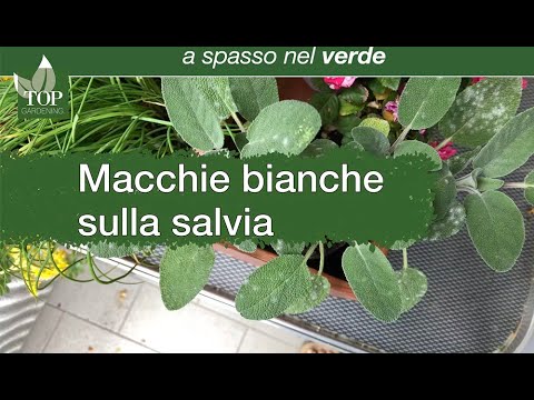 Video: La mia erba è diventata ammuffita?