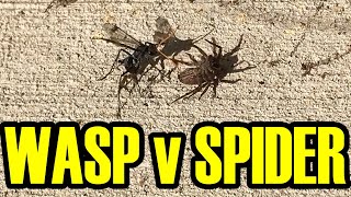 Spider Wasp Catches Spider Epic Takedown Caught On Camera