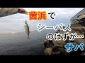 【2020年10月3日】茜浜でシーバスのはずが…サバ