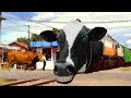 Kereta Api Sapi Perah Bikin Ngakak