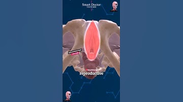 The Main Gateway To the Female Reproductive System ✨‍♀️