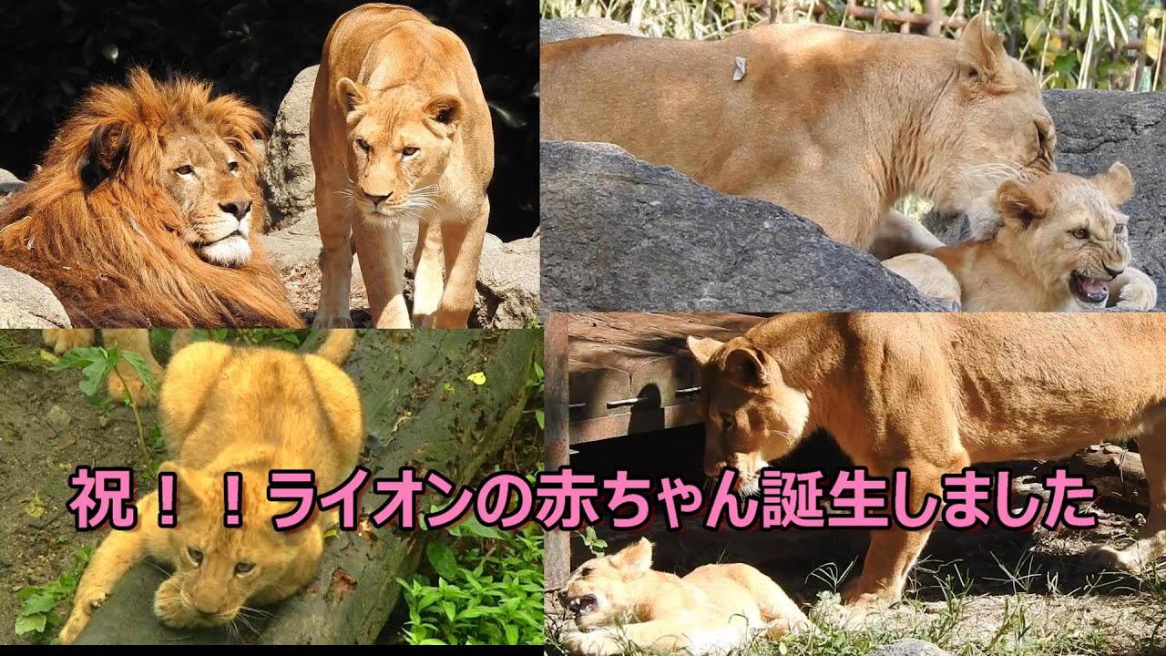 超激レア】ネオとさくらの間にライオンの赤ちゃん誕生したよSP動画