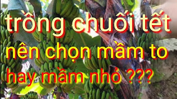 Trồng chuối tết nên chọn mầm to hay nhỏ, cách chọn mầm chuối trồng chuối tết bội thu