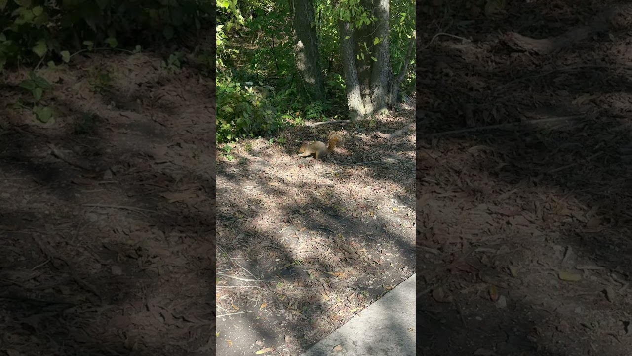 Capturing the magic of fall season 🍁🍂