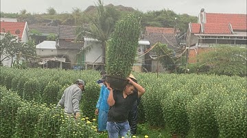 Hoa Cúc Đại Đóa Tết Ninh Giang Khánh Hòa A Nhàn Khu O D 1M2 1M 90 60 40 Xuất Liên Tỉnh