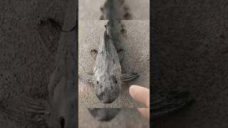 Unique facts about zombie fish #animalfacts #wildlife #shorts