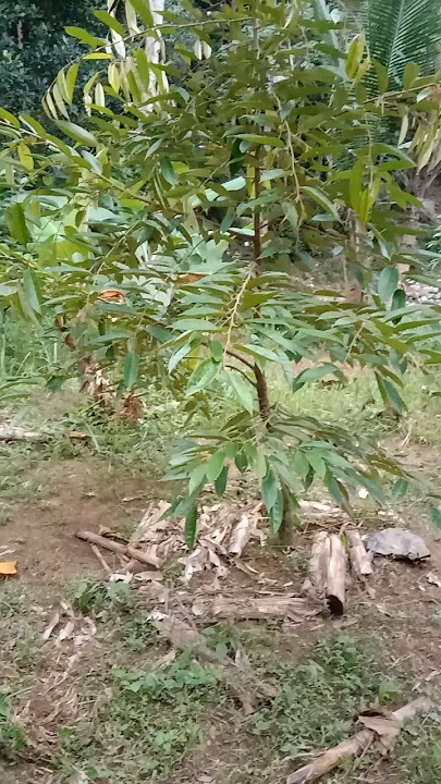 Pohon Durian Duri Hitam Setelah Di Pupuk Kocor