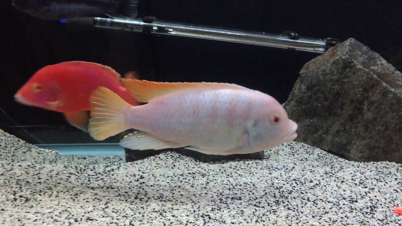 Another New FishAlbino Red Top Zebra (Mbuna) YouTube
