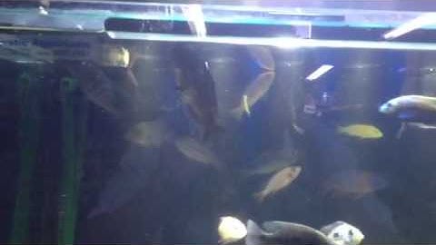 Paul Talbot talking about oxygen problems in an aquarium