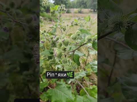 Лопух🌿 #shortvideo #shorts #лопух #трави #літо #кропивницький