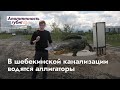 В ШЕБЕКИНСКОЙ КАНАЛИЗАЦИИ ВОДЯТСЯ АЛЛИГАТОРЫ?