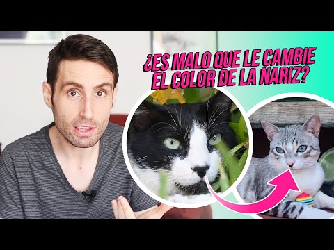 Video: Qué Tipo De Nariz Debe Tener Un Gato Sano: Húmeda, Fría, Tibia O Seca Y Qué Indican Estos Indicadores Y Sus Cambios