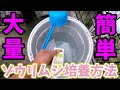 大量簡単ゾウリムシ培養方法‼️初心者でも絶対に失敗しない！針子稚魚の餌【無調整豆乳】もうペットボトルは卒業します‼️安らぎAQUAちゃんねる
