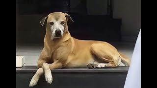 Funny Animal Moments Will Make You Laugh #30