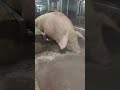 二師兄慢慢的去泡個澡