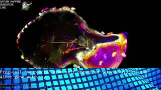 Saturn Mapping Info Presents: Frog cell 'neurobots' grow self organized nervous systems and alter...