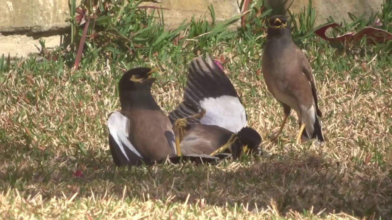 Do mynah birds mate for life